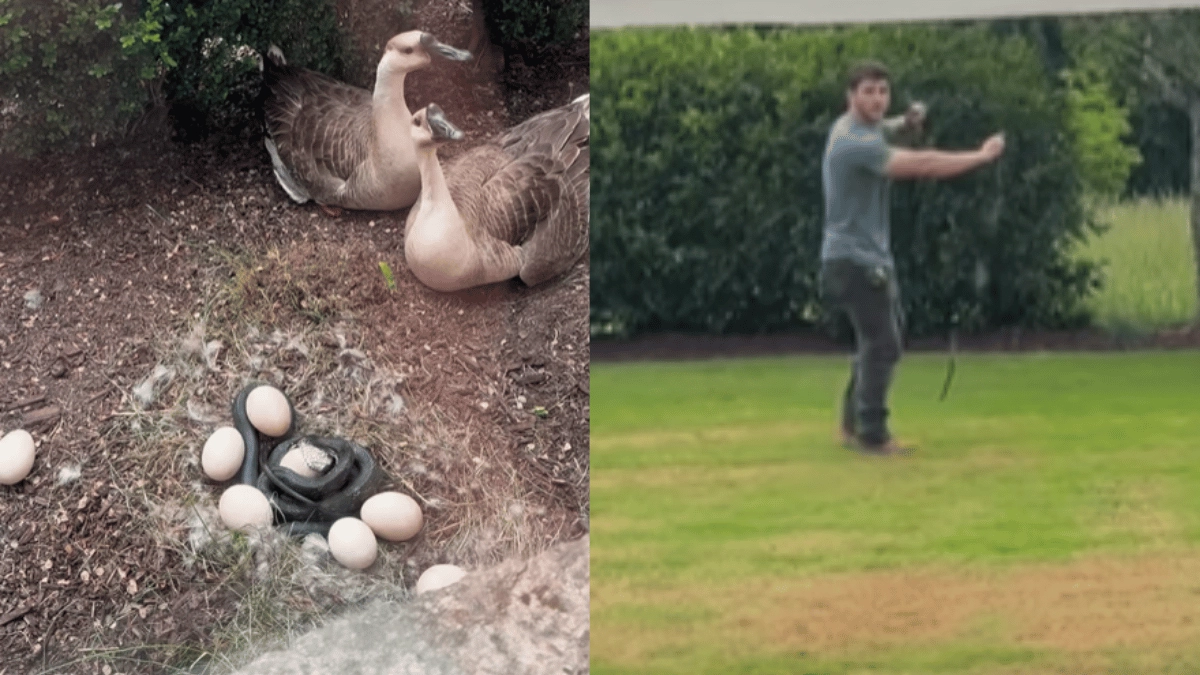 viral-video-man-saves-goose-eggs-from-deadly-snake-smitten-internet-cant-stop-heaping-praise